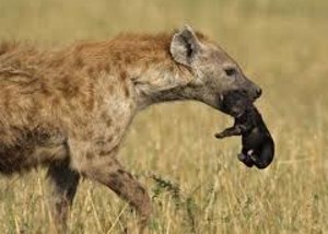 hyene.jpg